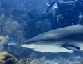   follow youShooting macro...I looked saw beautiful reef shark little Jack. He stayed me my buddy while we really enjoyed this natural encounter. macroI macro Jack encounter  